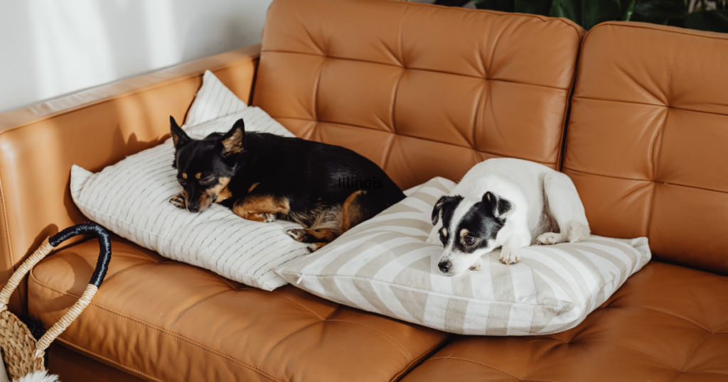 Emotional Support Animal Letter Illinois
